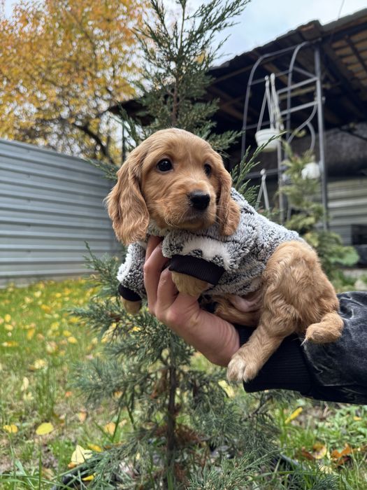 Маленькі руденькі дітки з паспортом
