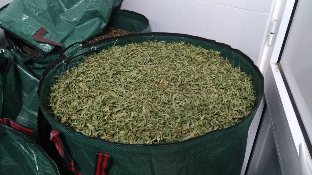 Lúcia-Lima Biológica