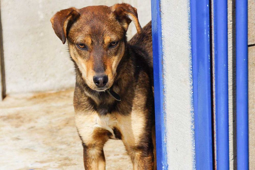 Bogar - średniej wielkosci psiak