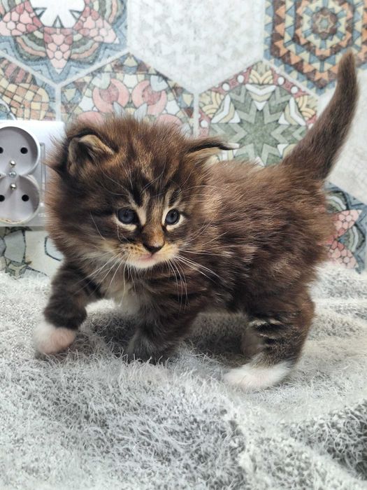 Maine Coon Kot Kocurek Świętokrzyskie Małopolskie Rodowód FPL Miot L3