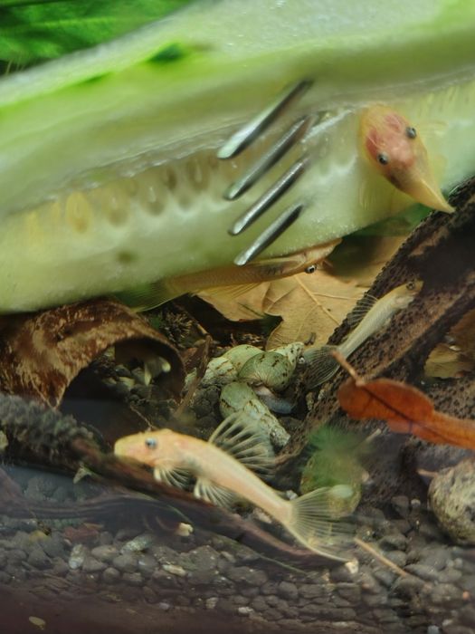 Glonojady ancistrus Gold L 144 niebieskookie