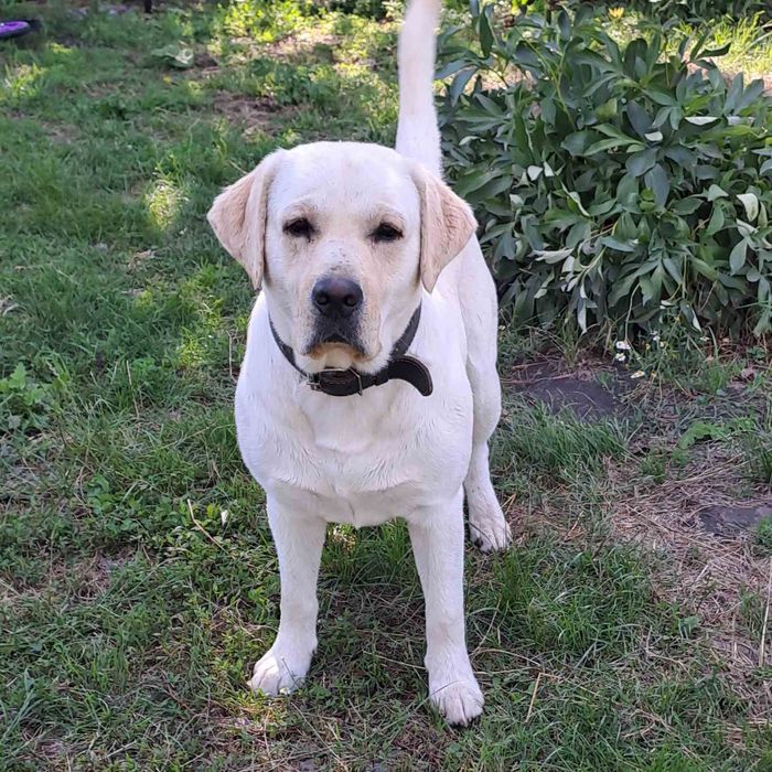 Лабрадор-ретрівер шукає мадам для в'язки