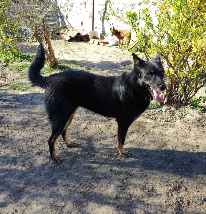 Красива, добра особлива собака Лада ТЕРМІНОВО в люблячу родину!