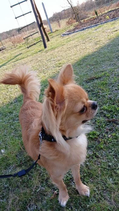 Chihuahua dziewczynka FCI