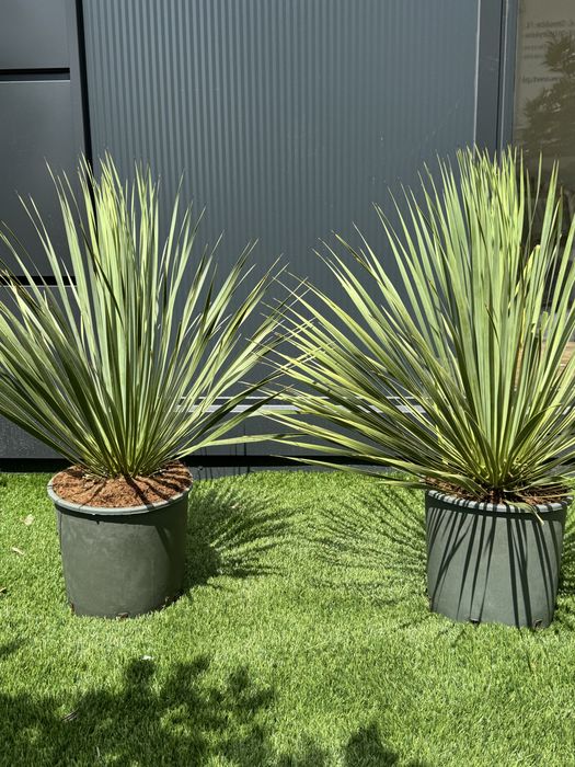 Juka Rostrata Yucca Rostrata 80-90cm