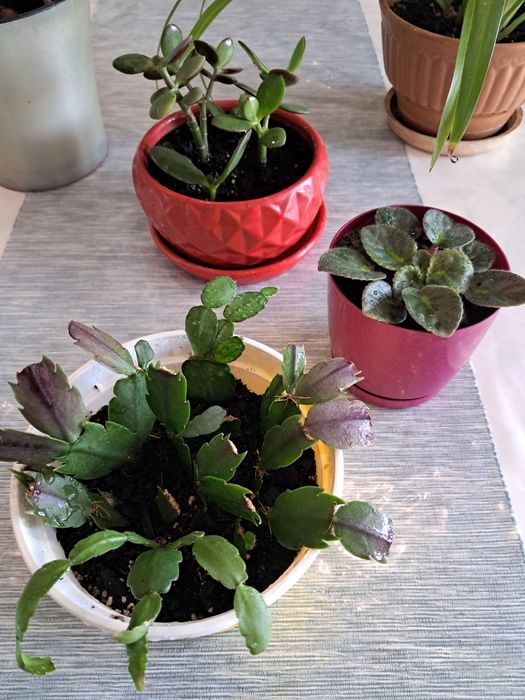 Кімнатні рослини комнатные цветы сансевіерія,хлорофітум красула фіалка