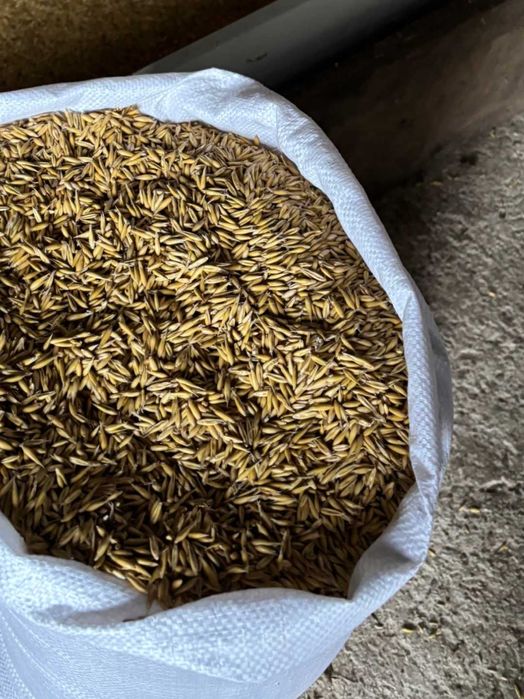 Sprzedam owies zbiór 2025