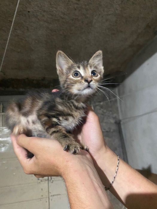 Gatos de 8 semanas