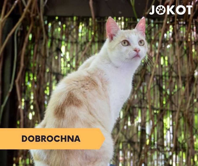 Dobrochna - kremowa kotka na jedynaczkę