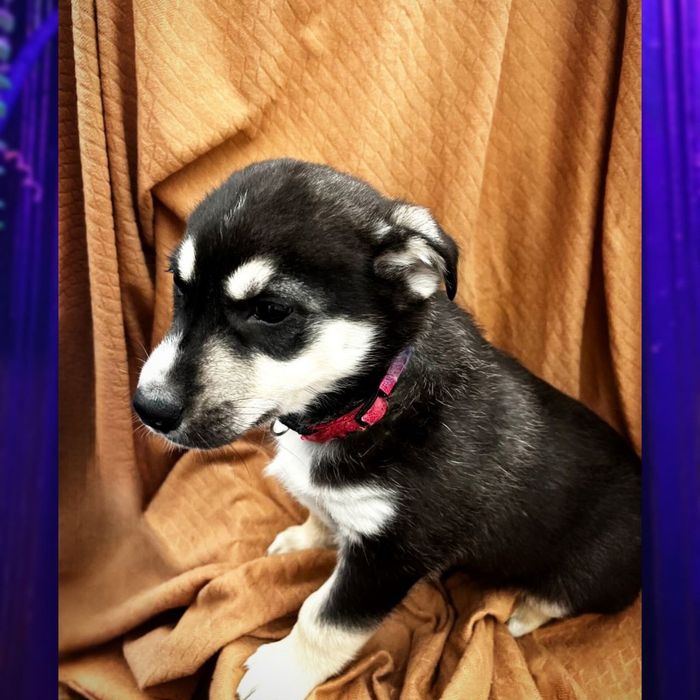 Віддам хаскі в добрі руки