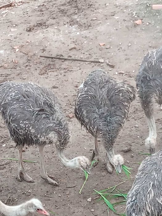 Ovos de avestruz galados
