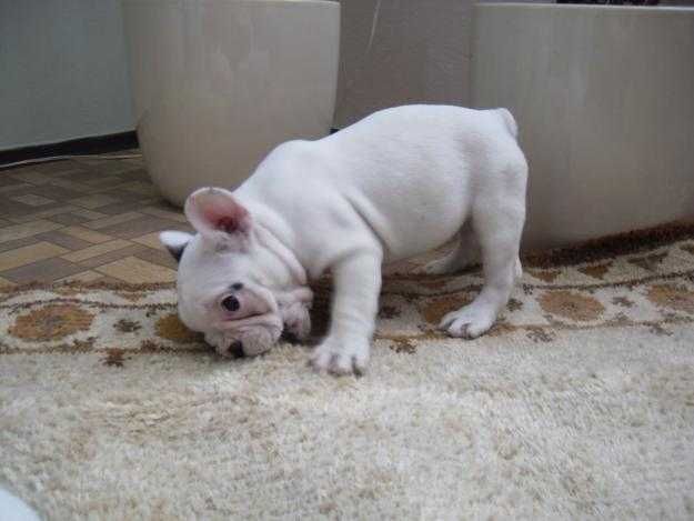 Bulldog  Francês