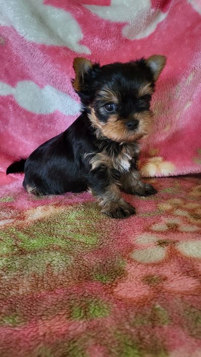 Щенки разного возраста.