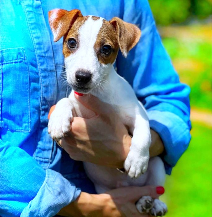 Джек Рассел манюня ‼️