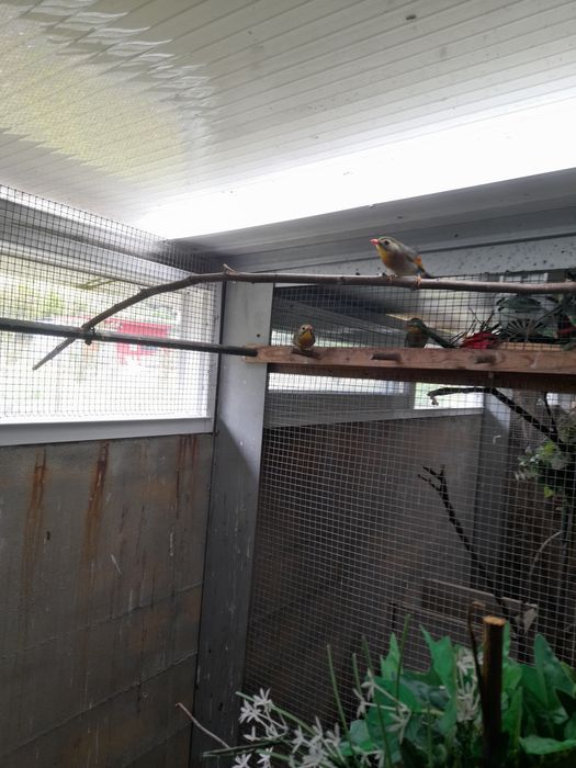 Vendo casal de aves incetivuras.