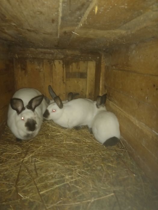 Króliki kilka ras młode i dorosłe