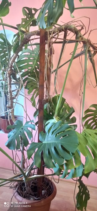 Продам велику Манстеру