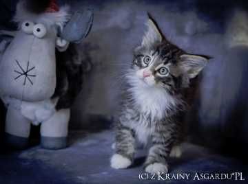 Yale z Krainy Asgardu*PL - książę norweski leśny