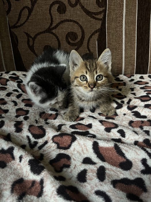 кошенята хлопчики