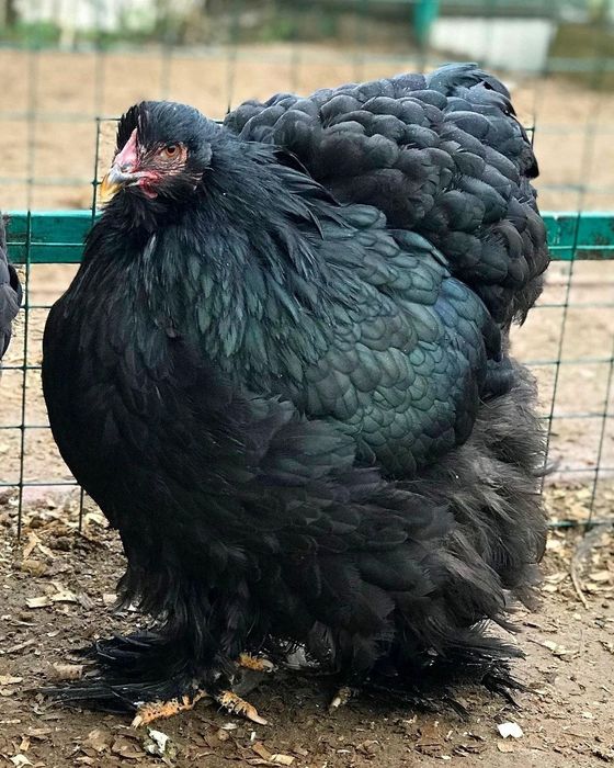 Кохінхін чорний.Інкубаційне яйце