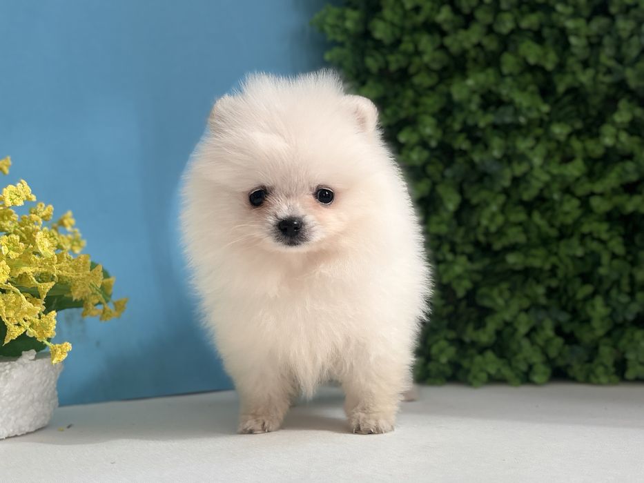 шикарний хлопчик шоу класу