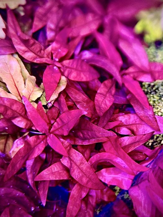 Alternanthera reineckii mini- sadzonka ok 4-6 cm