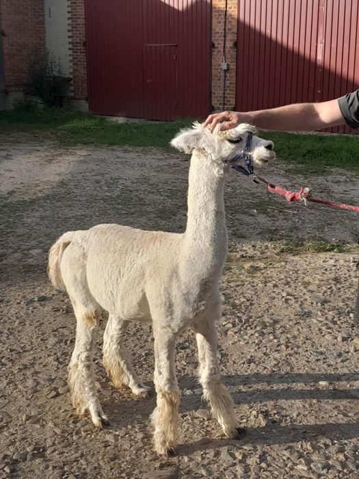 Alpaki alpaka samiec