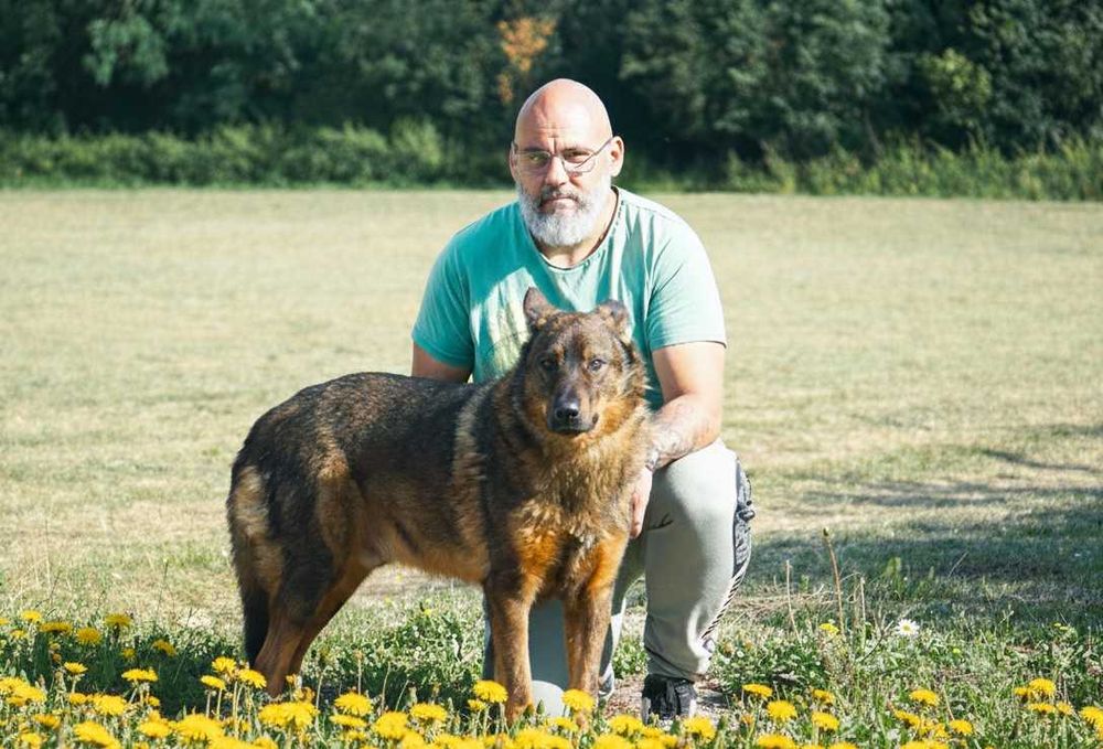 FEBEK - duży, brązowy pies szuka domu