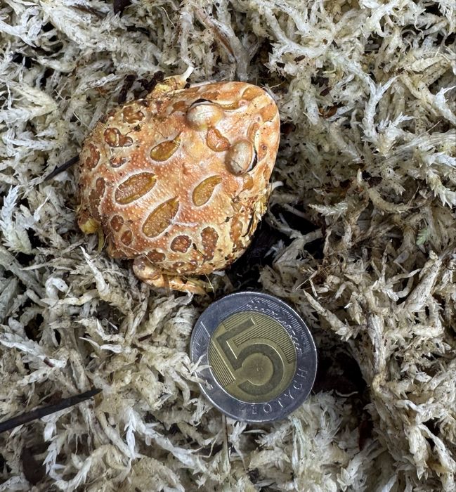 Żaba rogata - młode osobniki, Strawberry oraz Albino