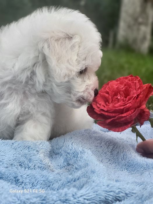 Цуценята бішон фрізе щенки