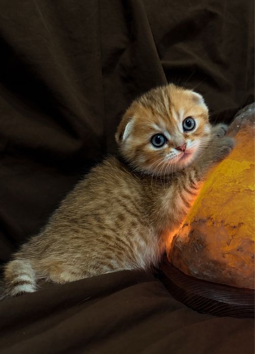 Висловухі шотландські кошенята, шотландське висловухе кошеня, хлопчки