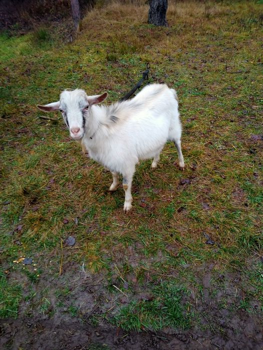 Продам молодого  козла або здам в аренду