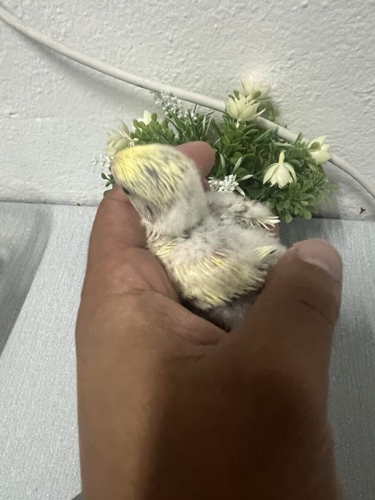 Bebes de agapornis