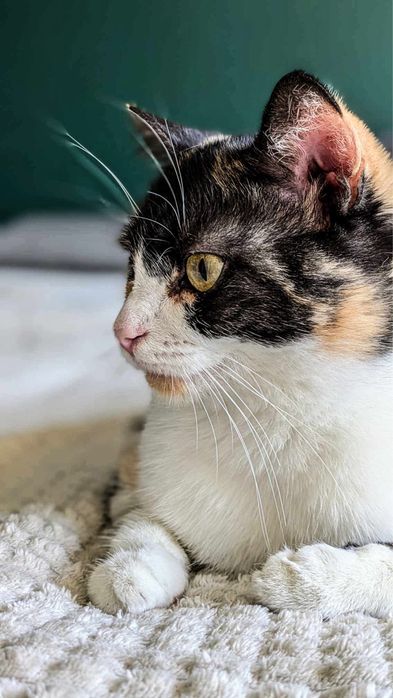 Wyjątkowa trójkolorowa koteczka szuka dobrego domu!