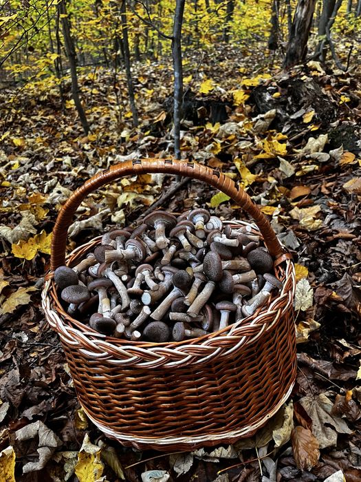 Котедж серед лісу  в Карпатах.  Риболовля. Чан.Сауна. Без сусідів.