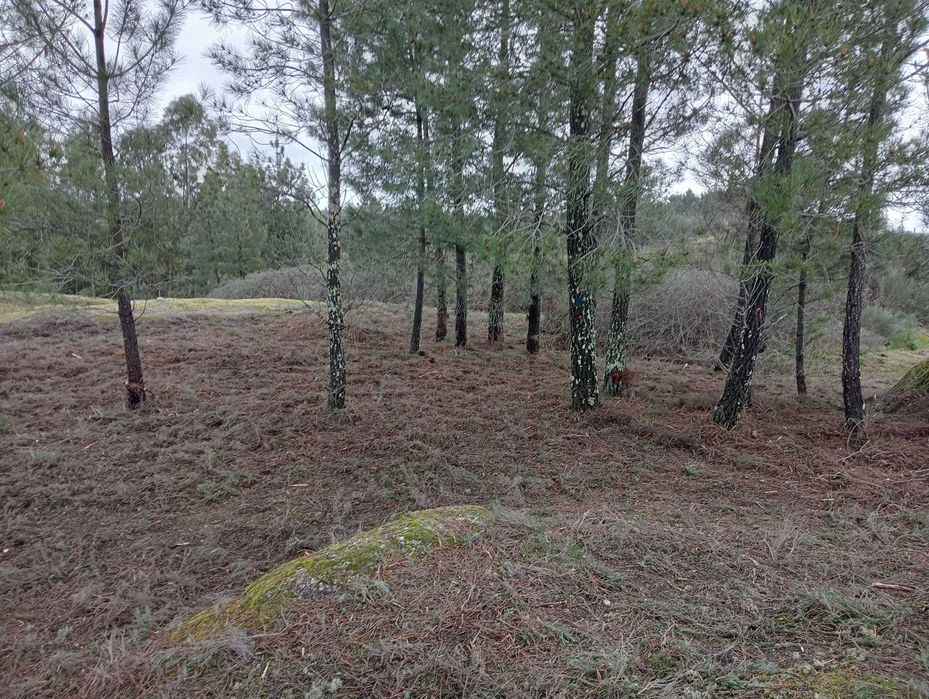 Limpeza de Terrenos – Evite Multas