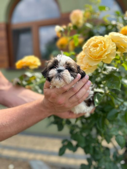 Shih-Tzu piekna sunia z rodowodem