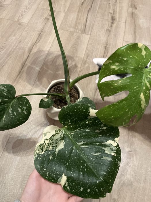 Monstera deliciosa thai constellation CAŁA ROŚLINA
