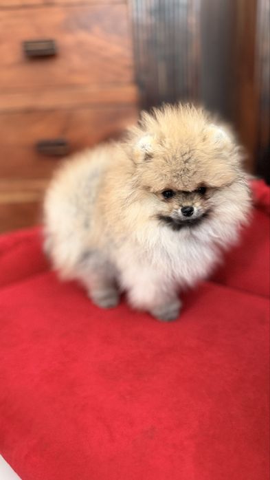Sprzedam pomeraniana