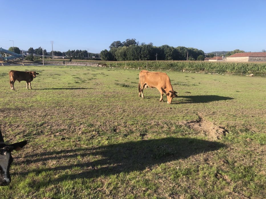 Vaca minhota 7 anos
