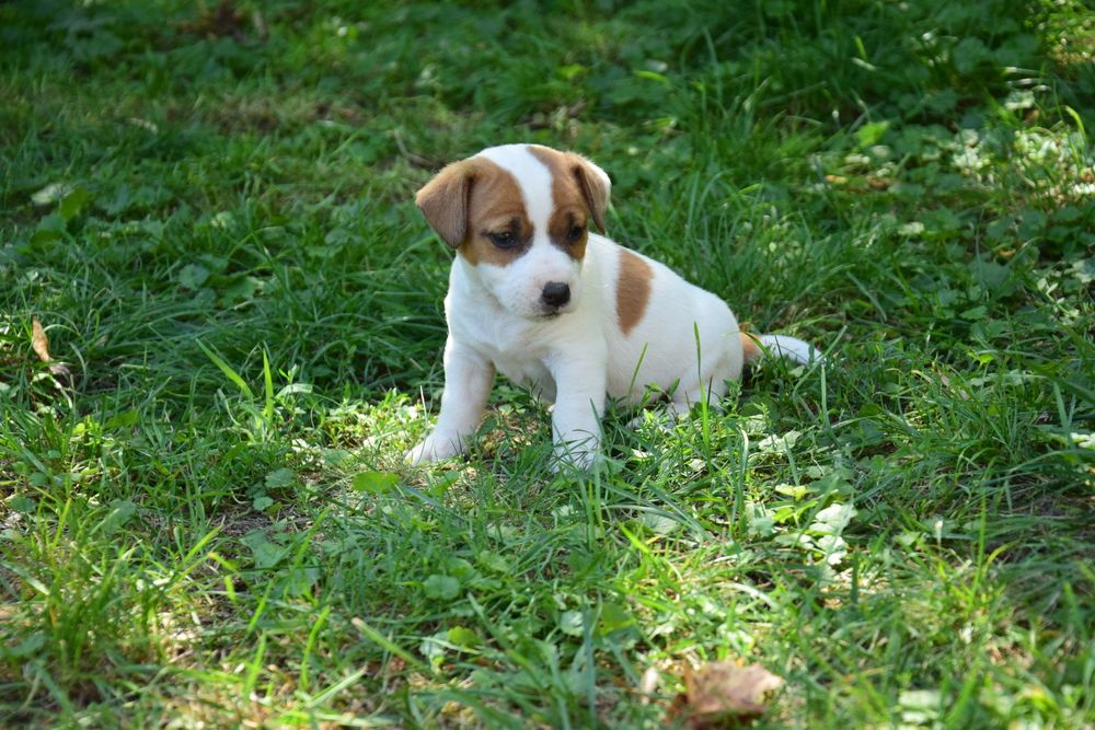 Jack Russell terrier pies