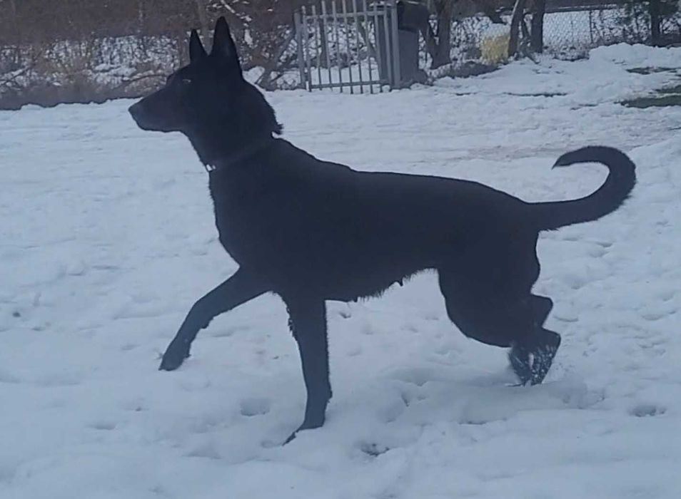 Owczak Belgijski Malinois czarny suczka