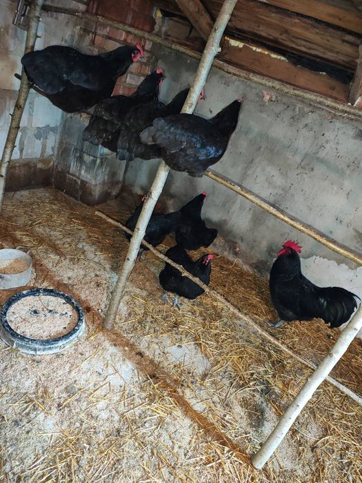 Jaja lęgowe Australorp  Czubatka Włoszka