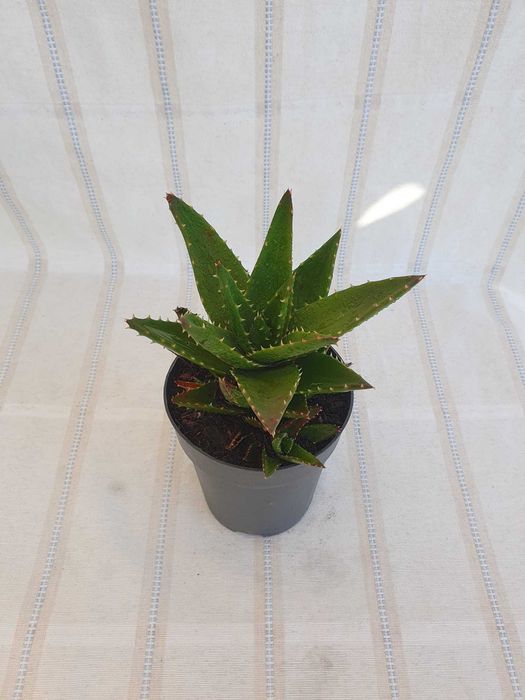 Planta - Aloe nobilis