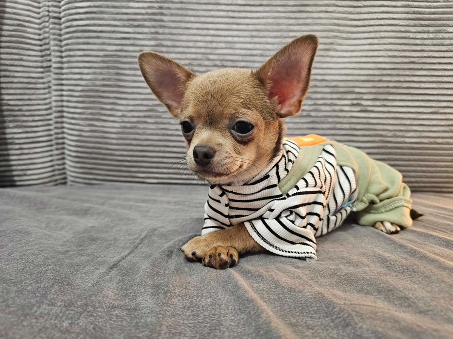 Chłopczyk chihuahua Isabella- tan.