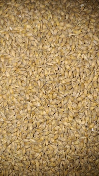 Продам ячмінь ярий