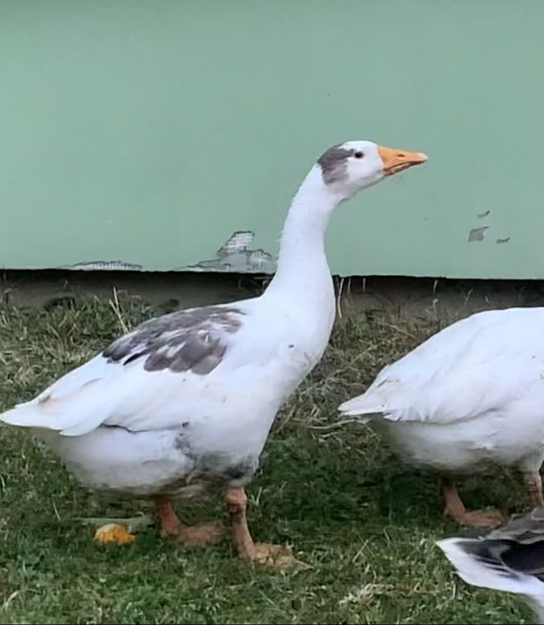 Продам гусака на племʼя
