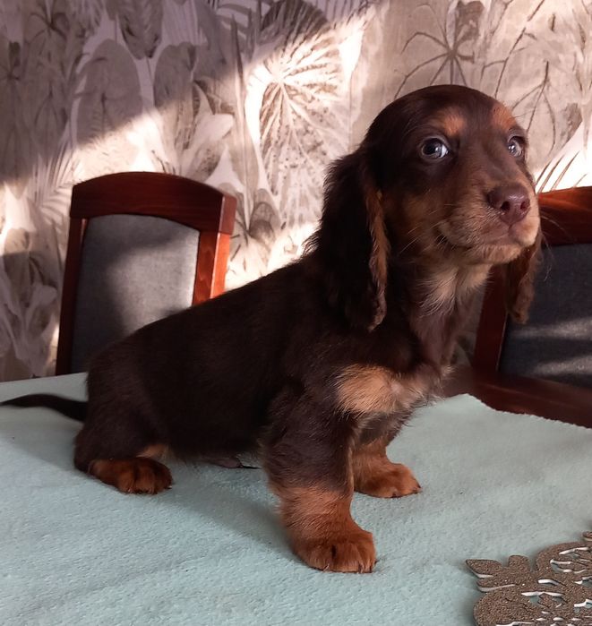 Jamnik miniatura długowłosy