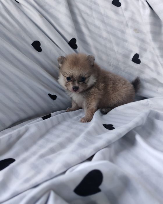 Spitz Anão Macho