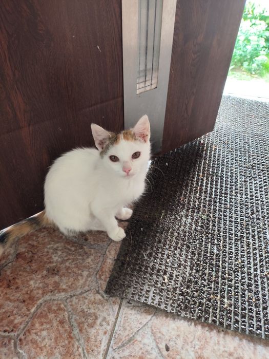 Kotki do adopcji